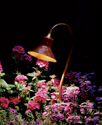 TulipanoD'oro�